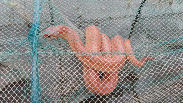কোরাল রেড কুকরি বা কমলাবতী সাপ