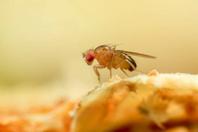 ตามปกติแมลงวันผลไม้จะตื่นก่อนเช้าตรู่ เพื่อออกหาอาหารและหาคู่ผสมพันธุ์