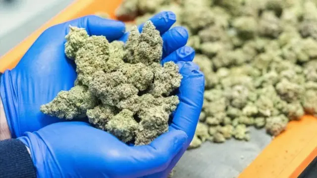 கஞ்சா, போதைப்பொருள், விவசாயம் 