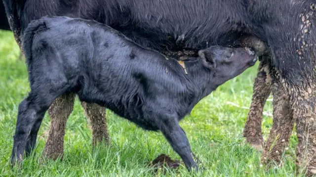 జంతువులు