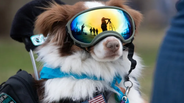 یک سگ با عینک مخصوص خورشید‌گرفتگی