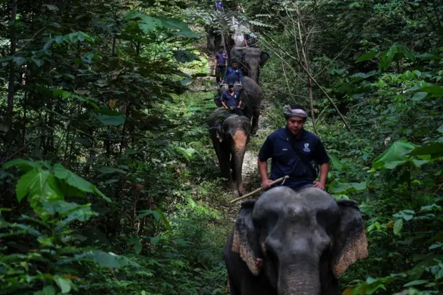 gajah, Malaysia