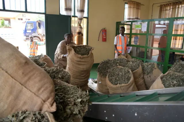 Uruganda ruhingura patchouli, hari imifuka irimo amababi yumye, hari n'abagabo