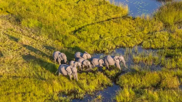 Maelfu ya tembo huhamia Delta ya Okavango kwa ajili ya maji kila mwaka