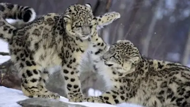 Science Photo Library
