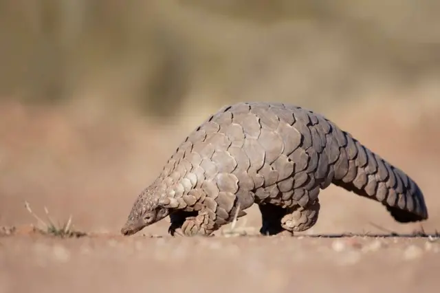 Karınca arayan bir karıncayiyen - pangolin. 