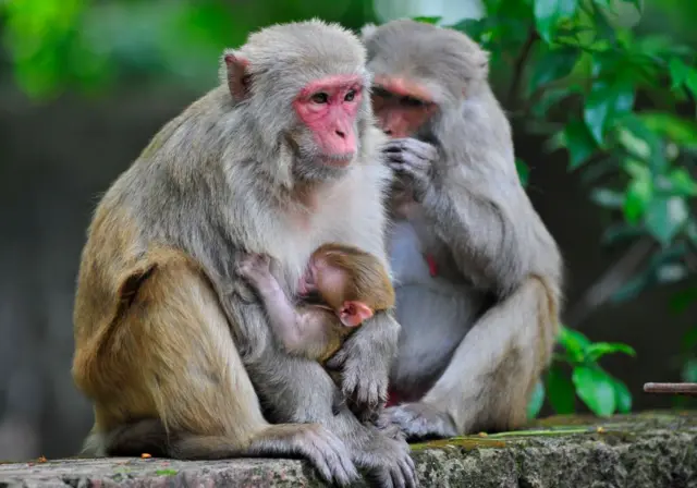 વાંદરા, માકડાં, ગુજરાત, બીબીસી ગુજરાતી, જૂનાગઢ, ગિરનાર 