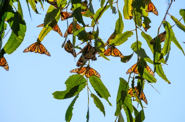 ምዕራባውያን ሞናርክ ጽምብላሊዕ መርዞም ተጠቒመን ንገዛእ ርእሶም ካብ በላዕቲ እንስሳታት ይከላኸላ