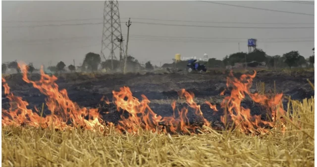 ယာခင်းမီးရှို့ 