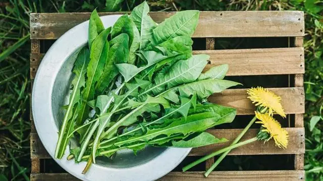 Листя кульбаби у тарілці на ящику