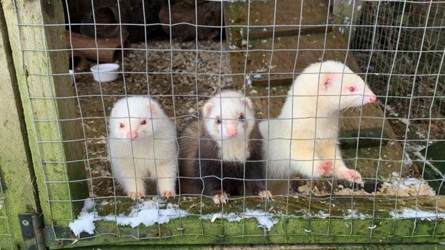 Live ferrets for sale sales near me