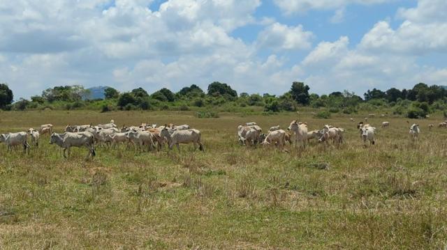 இலங்கை, மட்டக்களப்பு, தமிழர்கள், சிங்களர்கள், விவசாயம், கால்நடை, மாடுகள்
