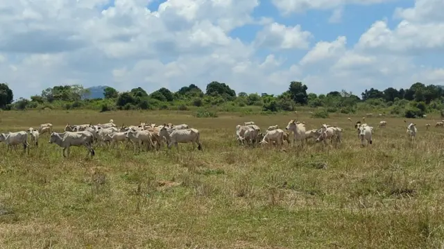 இலங்கை, மட்டக்களப்பு, தமிழர்கள், சிங்களர்கள், விவசாயம், கால்நடை, மாடுகள் 