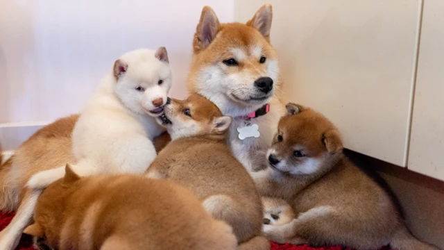 Una perra adulta está rodeada de pequeños y esponjosos cachorros. Es pelirroja y blanca, con un hocico puntiagudo, parecido al de un zorro. Los cachorros son de varios tonos de pelirroja, marrón y blanco. Uno es completamente blanco. Están sentados en la esquina de una habitación.