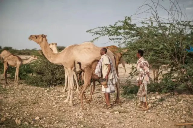 Camel