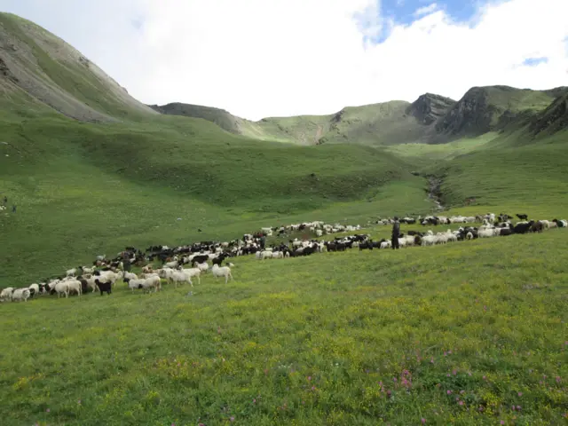 भेडीखर्क