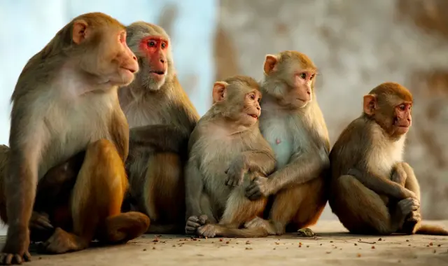 Ilustrasi monyet rhesus.