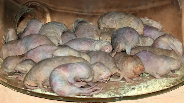 Naked Mole Rat