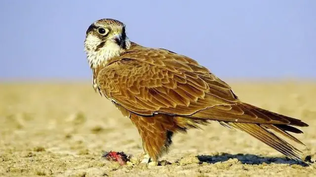 લગર ફાલ્કન તેણે કરેલ એક શિકાર સાથે , નળસરોવર