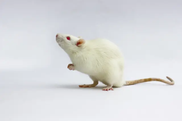 प्रयोगशाळेतला उंदीर