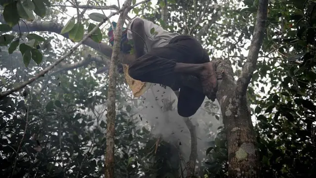 தேனீக்கள் கொட்டினால் என்ன செய்ய வேண்டும்?