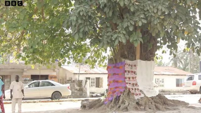 Ọkan lara igi ti wọn n bọ ni Ibeju Lekki