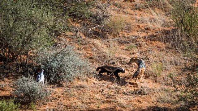 ఎదురుదాడి చెయ్యడంలో నేర్పరి