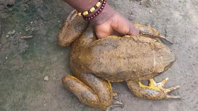 Vyura wa Goliath wanaweza kuwa wakubwa kama paka wa kufugwa, wakiwa na urefu wa hadi 32cm na uzani wa zaidi ya kilo 3.25