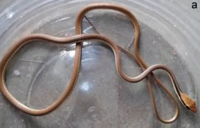 வெண்கல மரப் பாம்பு, விலங்கினம், குஜராத்