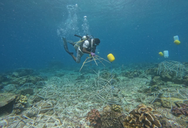restorasi terumbu karang raja ampat