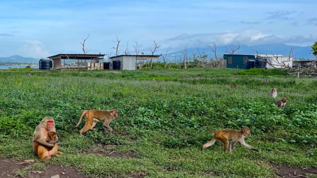Um grupojogar truco gratismacacos, incluindo uma fêmea com seu filhote, circula por Cayo Santiago
