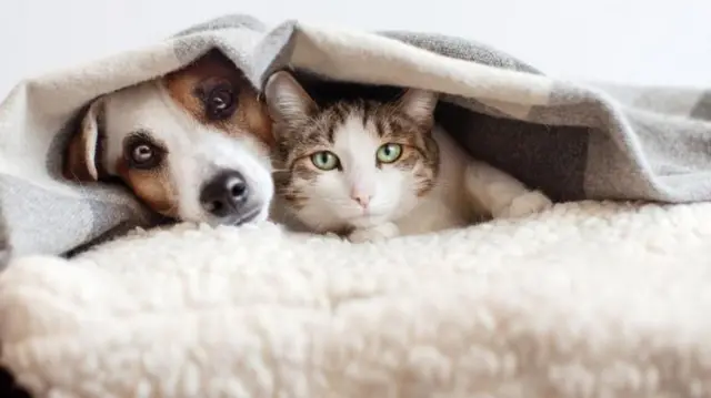 हिवाळ्यात मुलांबरोबरच पाळीव प्राणीदेखील आजारी पडण्याचा धोका असतो.