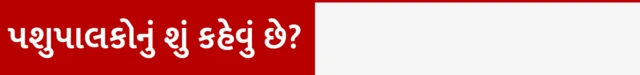 બીબીસી ગુજરાતી ગાય ભેંસ દુધાળા પશુ વ્યંધત્વ ફર્ટિલિટી પશુપાલક