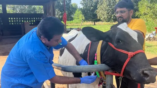 ખરવા મોવાસા, પશુપાલન, ગાય, ભેંસ, દૂધાળાં પશુ, બીમારી અને સારવાર, બીબીસી ગુજરાતી 