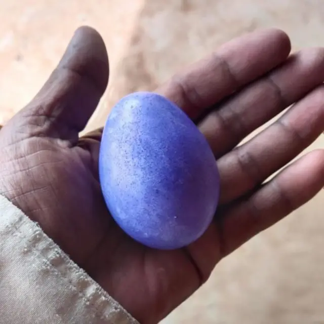 प्राध्यापक नदीम फिरोज म्हणतात की, काही पक्षी निळ्या रंगाची अंडी घालतात.