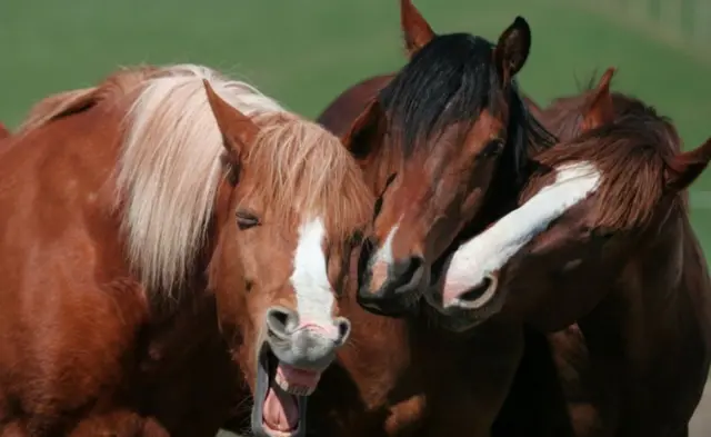 ‘ሕሜታ ኣዋልድ’