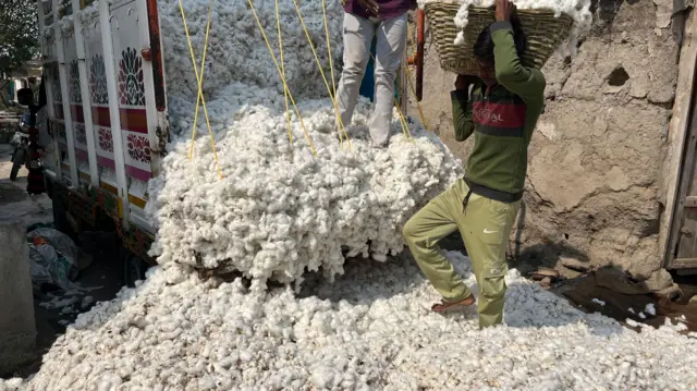 महाराष्ट्रात कापसाचं सर्वाधिक उत्पादन यवतमाळ जिल्ह्यात घेतलं जातं.