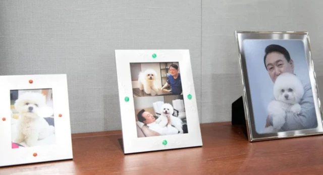 நாய் இறைச்சிக்குத் தடை