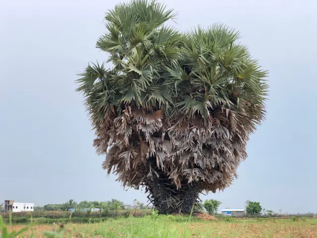 கடல் அரிப்பை தடுக்க உதவுமா பனை மரம்