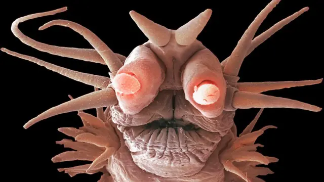 अजब चवीचा 'केमोसिम्बायोटिक' जो किडा गरम पाण्याच्या झऱ्यांकडून थेट मृत देवमाशांच्या मेजवानीकडे वळतो