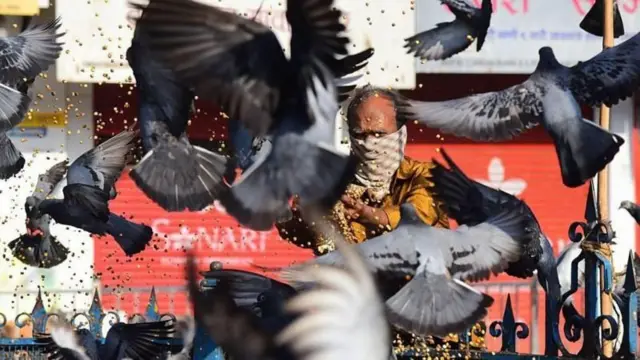 పావురాలు 