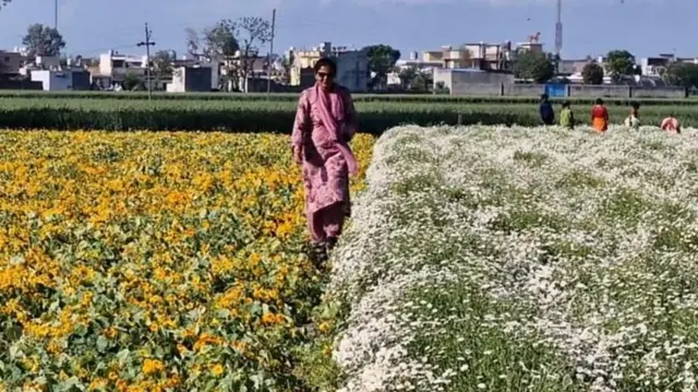 સુખવિંદર કૌર, ગુરવિંદર સોહી, ફૂલોની ખેતી, બીબીસી ગુજરાતી