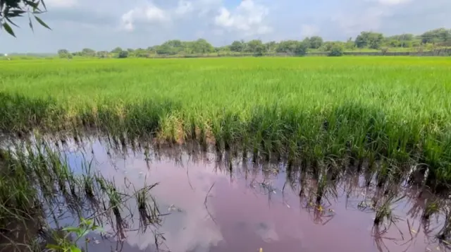 झील से निकलकर खेतों में पहुंचा बदबूदार लाल पानी 