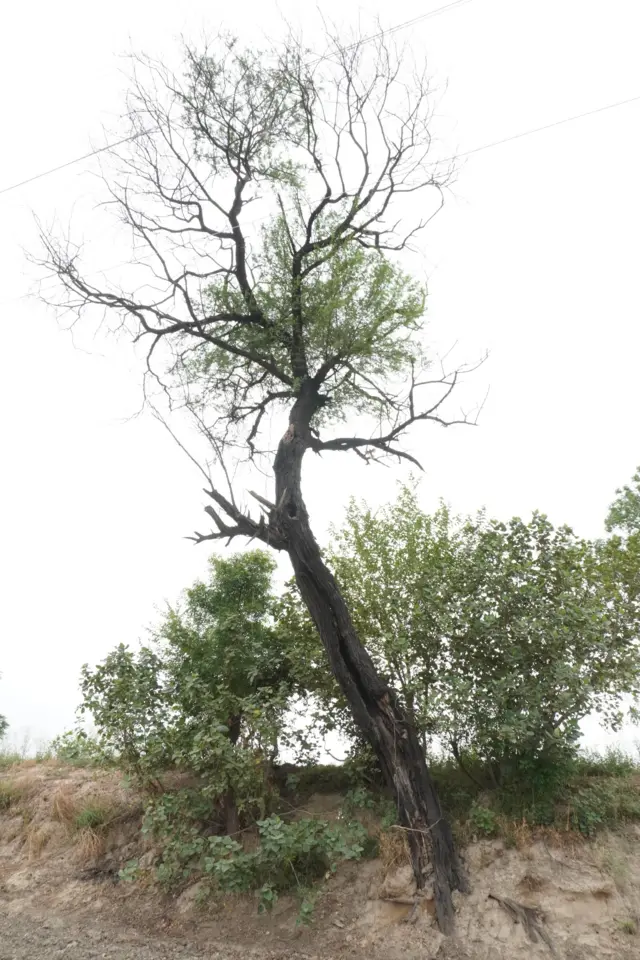 ਦੇਸੀ ਕਿੱਕਰ