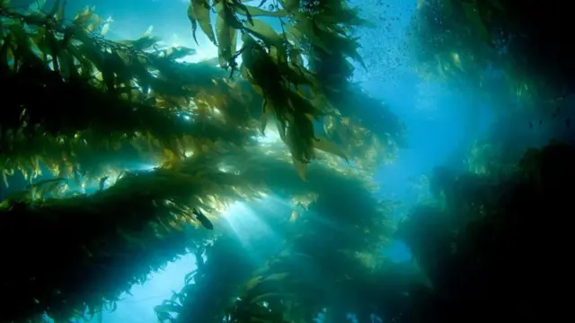 మెరైన్ హీట్‌వేవ్స్