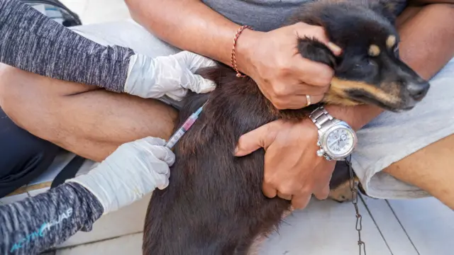 一只黑狗接受兽医注射狂犬病疫苗