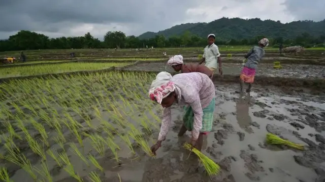 खेत में धान रोपते किसान 