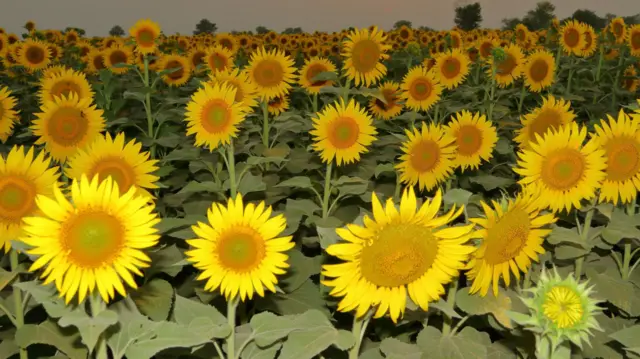 ਸੂਰਜਮੁਖੀ