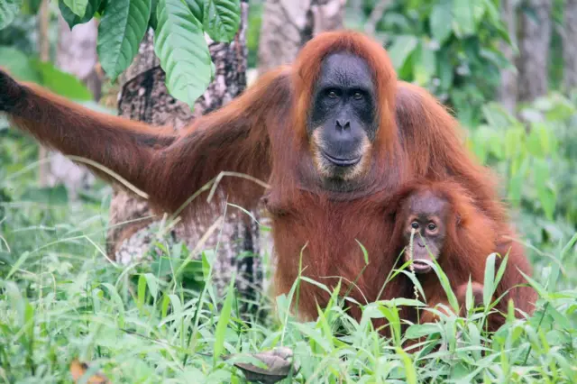 Leuser
