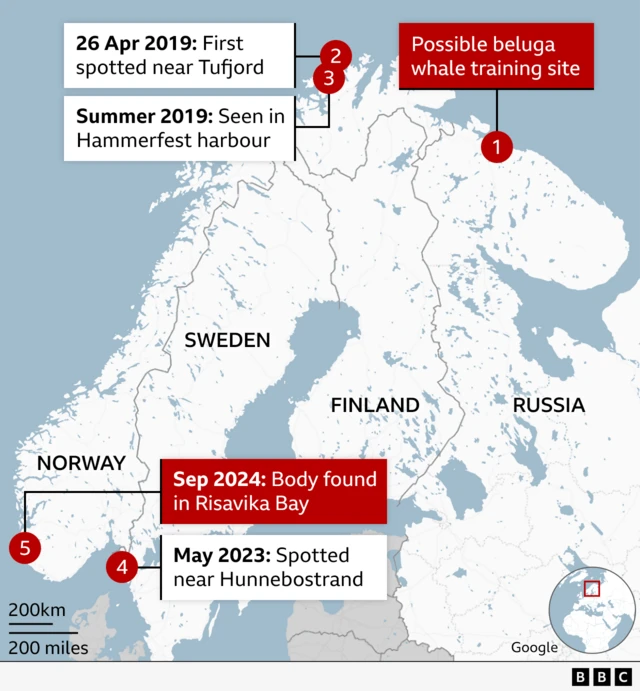 Map showing the route thought to have been taken by the beluga whale, from the Russian Arctic to southern Scandinavia To request: Complete the translations here: https://tinyurl.com/4fwpekst
Fill-in the commissioning form https://bit.ly/ws_design_form with this title in English: Sightings of escaped Russian whale – 2024111201